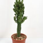 Euphorbia Erytrea