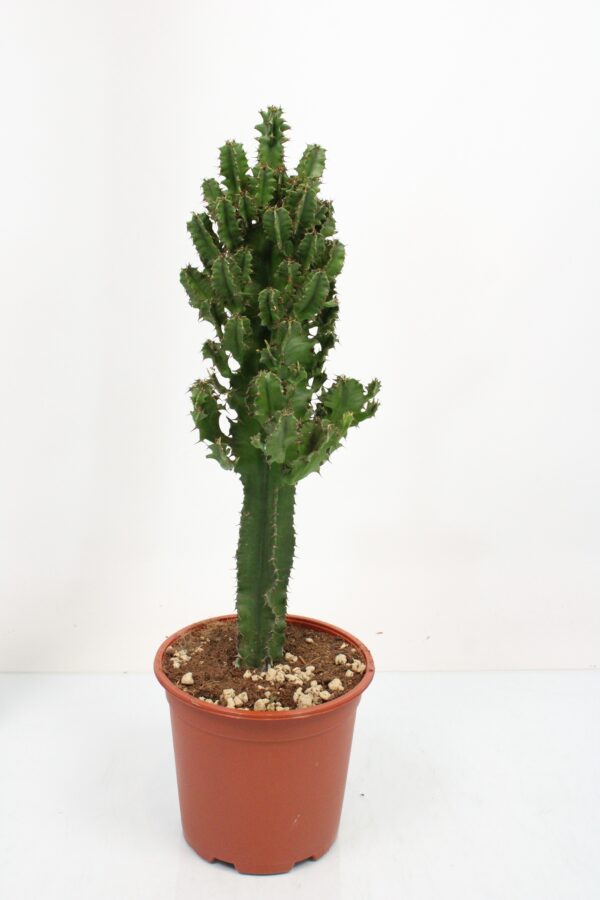 Euphorbia Erytrea
