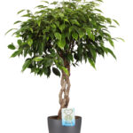 Ficus Anastasia