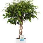 Ficus Anastasia