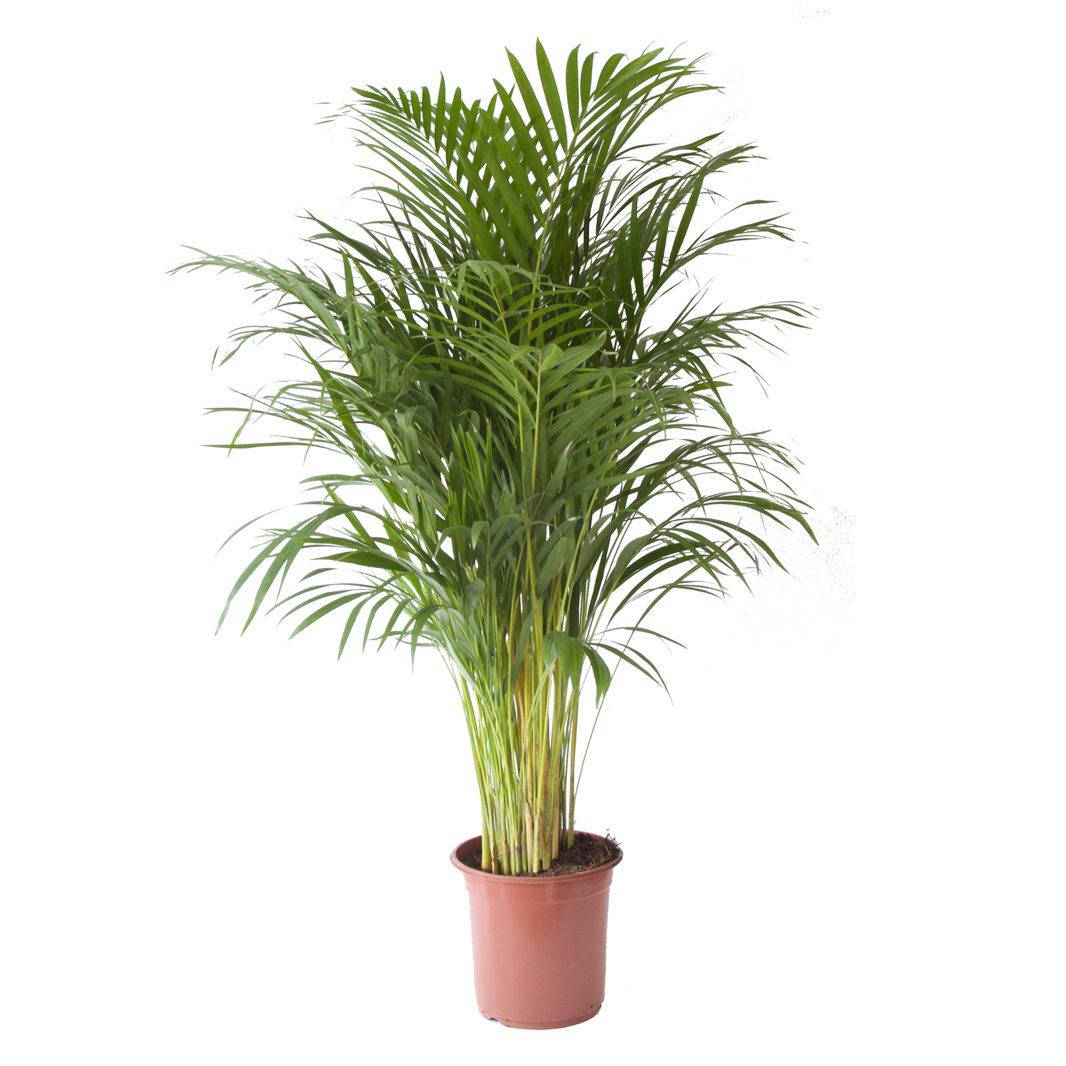 Bestudeer Rondsel technisch Areca palm (groot) - The Green Corner