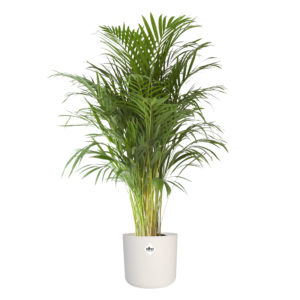 Areca palm (groot) in ELHO sierpot (wit)