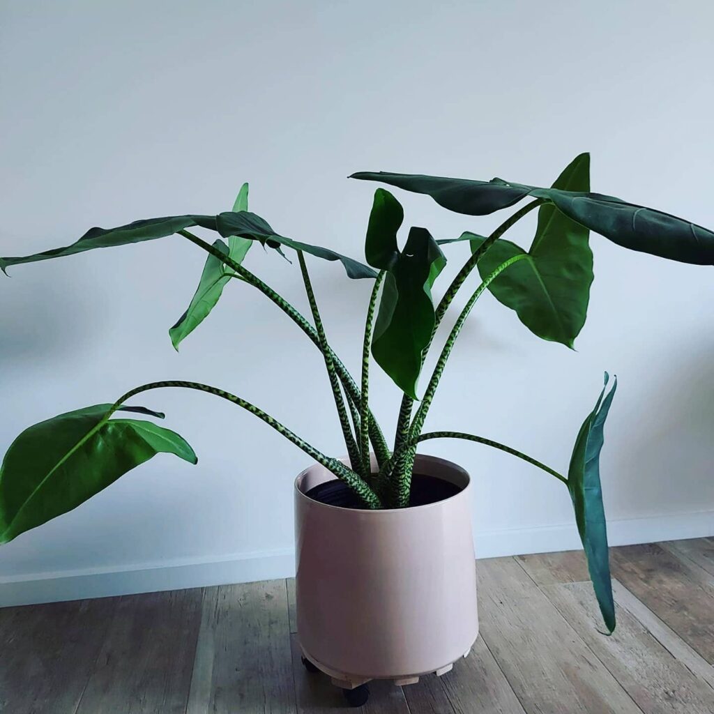 Alocasia Zebrina