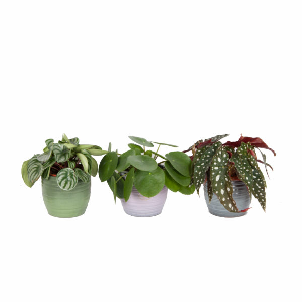 Trio Begonia maculata, Pilea peperomioides en Peperomia Argyreia