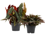 Begonia Maculata en Begonia Sumatra