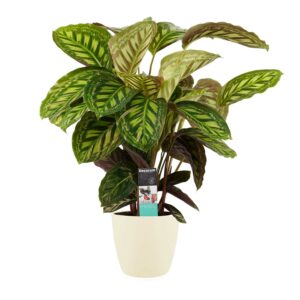 Calathea Flamestar in Elho sierpot (soap)