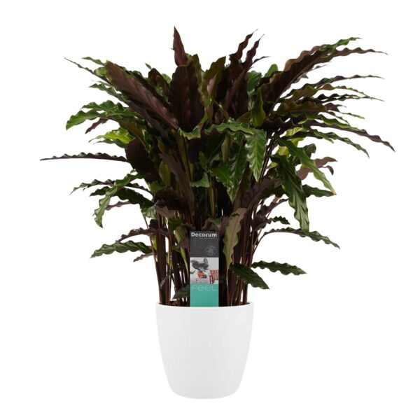 Calathea Elgergrass