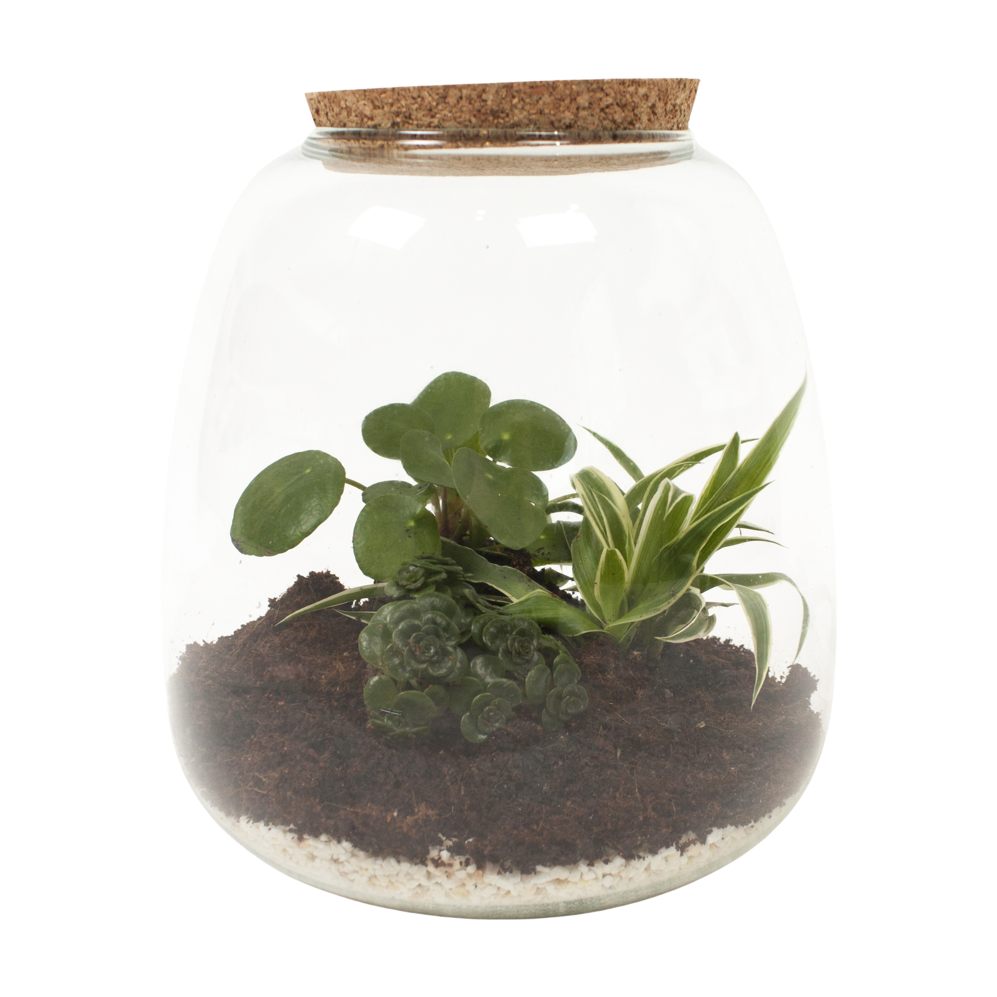 Mini-ecosysteem - Pannekoekplant, Sedum Tornado & Chlorophytum - The Green  Corner