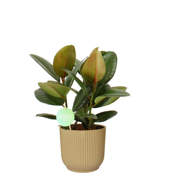 Ficus Robusta