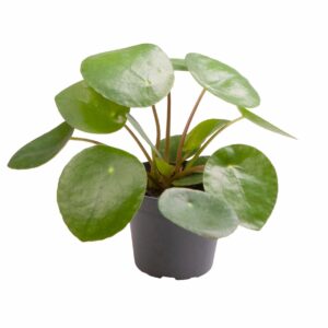 Pilea Peperomioides ↕ 15cm ↔ 6cm