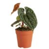 Anthurium Luxurians ↕ 25cm ↔ 12cm