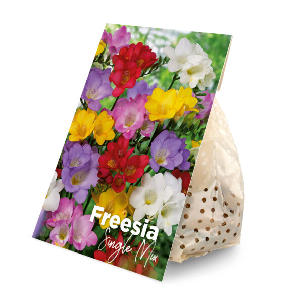 50x Freesia Single Mix