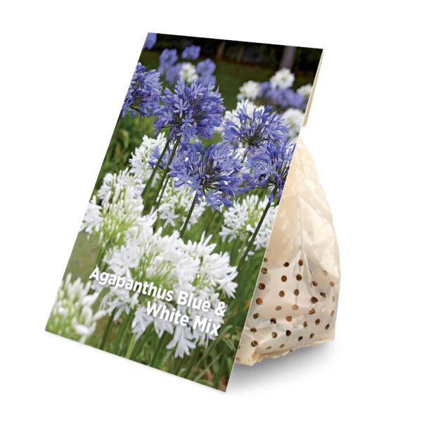 3x Agapanthus Blue & White Mix