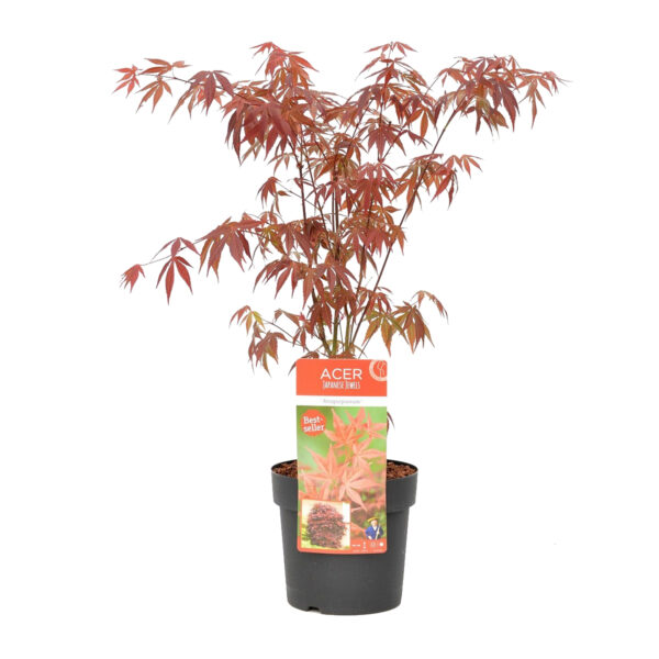 Acer Atropurpureum ↕ 65cm ↔ 19cm