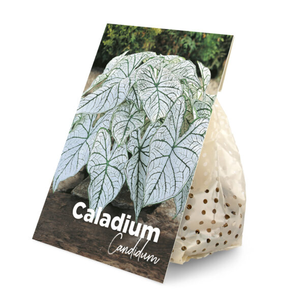 Caladium Candidum (BULB)