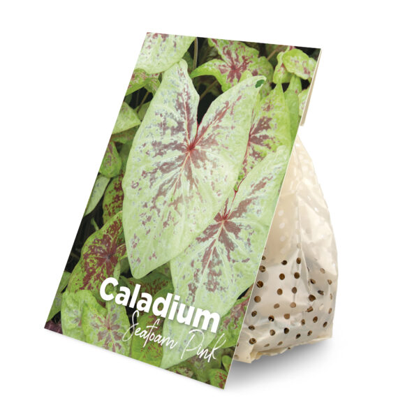 Caladium Seafoam Pink (BULB)