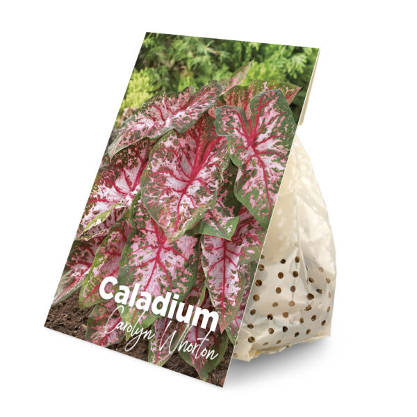 Caladium Carolyn Whorton (BULB)