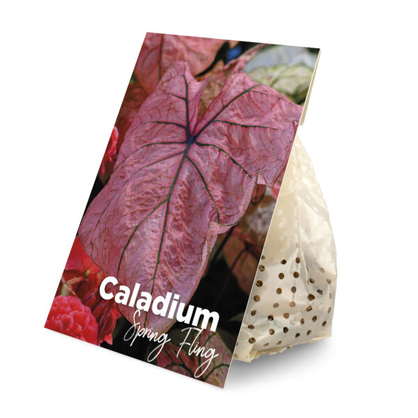 Caladium Spring Fling (BULB)