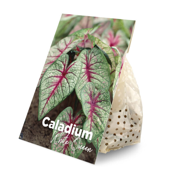 Caladium White Queen (BULB)