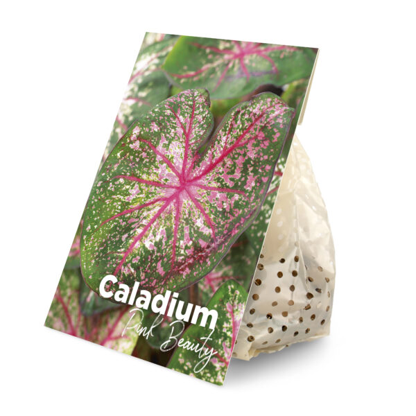 Caladium Pink Beauty (BULB)