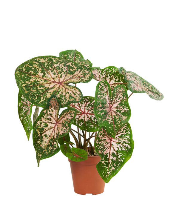 Caladium Pink Beauty (BULB) - Afbeelding 4