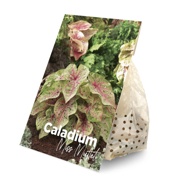 Caladium Miss Muffet (BULB)